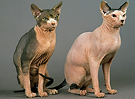 斯芬克斯猫身材结实健壮图片