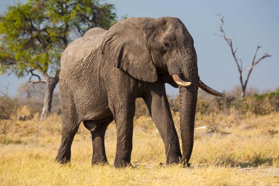点击大图看下一张：体躯庞大的非洲大象图片