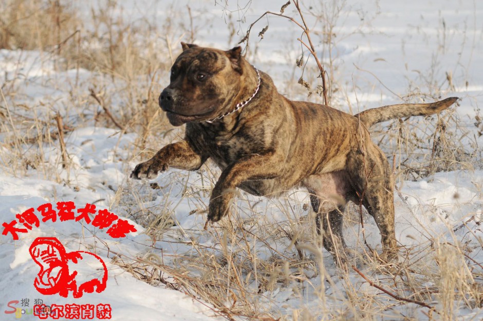 点击大图看下一张：强悍加纳利犬雪地奔跑图片