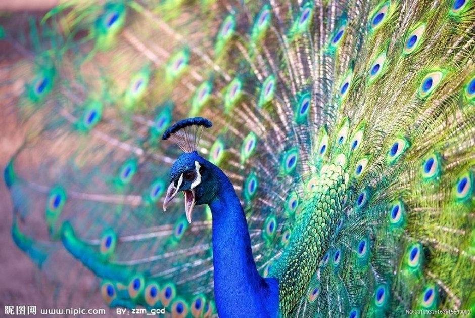 点击大图看下一张：漂亮精致的蓝孔雀图片