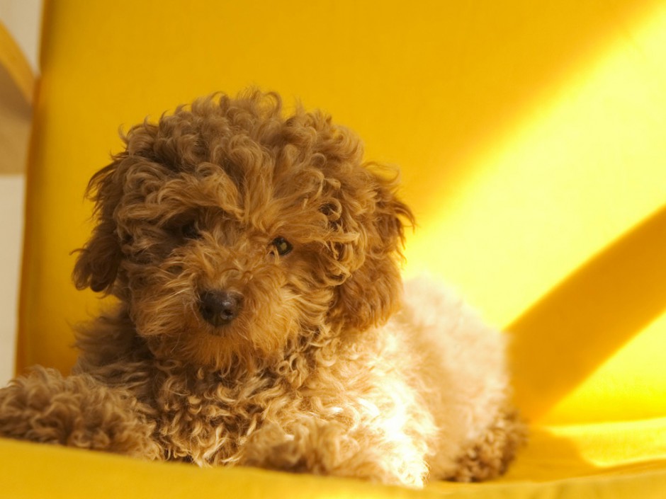 点击大图看下一张：小巧呆萌的棕色玩具贵宾犬图片