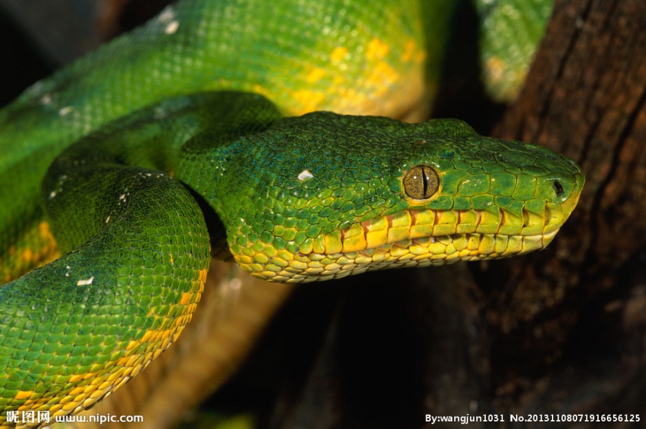 点击大图看下一张：颜色独特的大翡翠蟒蛇图片