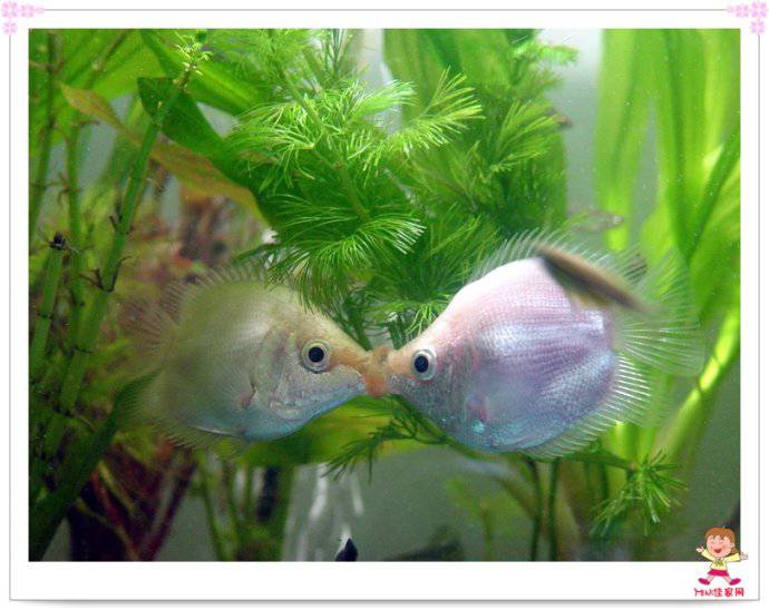 点击大图看下一张：可爱的接吻鱼唯美图片