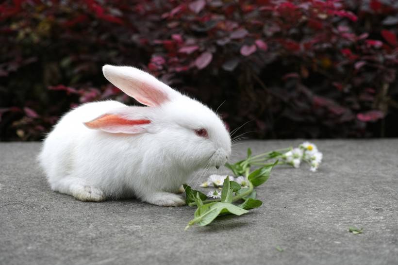 点击大图看下一张：空地上吃草的萌哒哒小兔图片