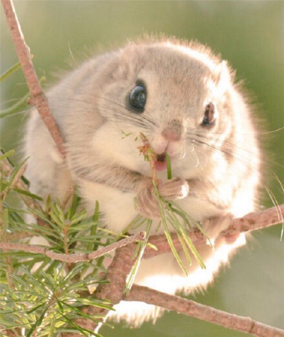 点击大图看下一张：超萌宠物日本小飞鼠图片