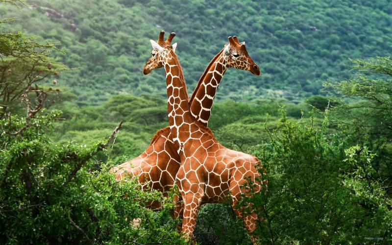 点击大图看下一张：草原上的可爱长颈鹿组图