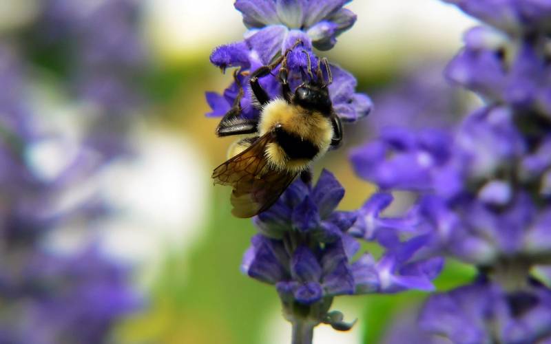 点击大图看下一张：忙碌的蜜蜂特写高清图片