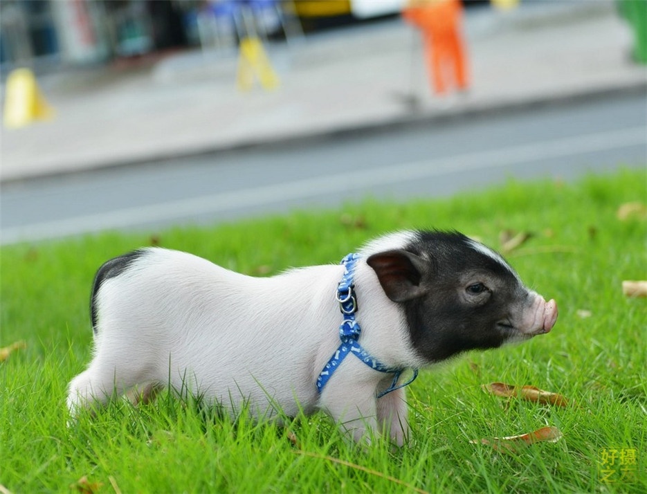 点击大图看下一张：流行宠物日本小香猪图片
