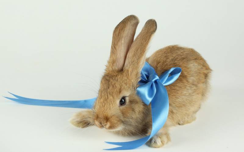 点击大图看下一张：超萌可爱的小兔子摄影图片