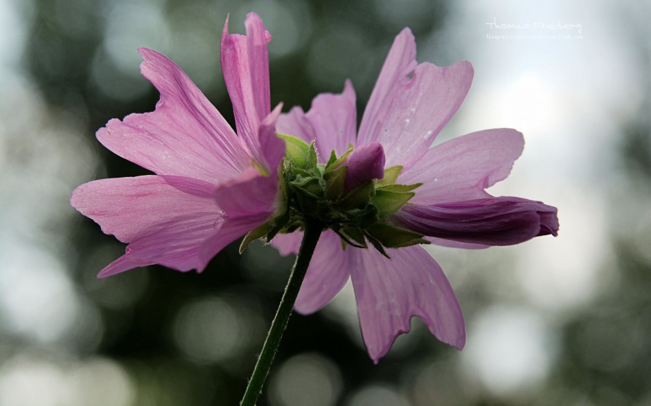 点击大图看下一张：春日清新花园鲜花昆虫微距特写图片