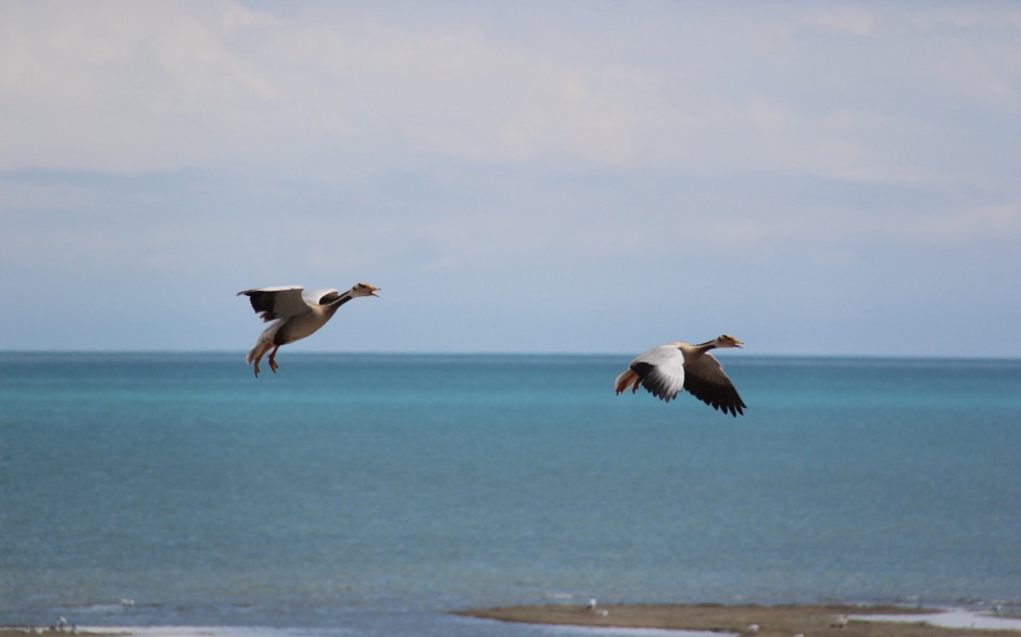 点击大图看下一张：一群南飞迁徙的海鸥图片摄影