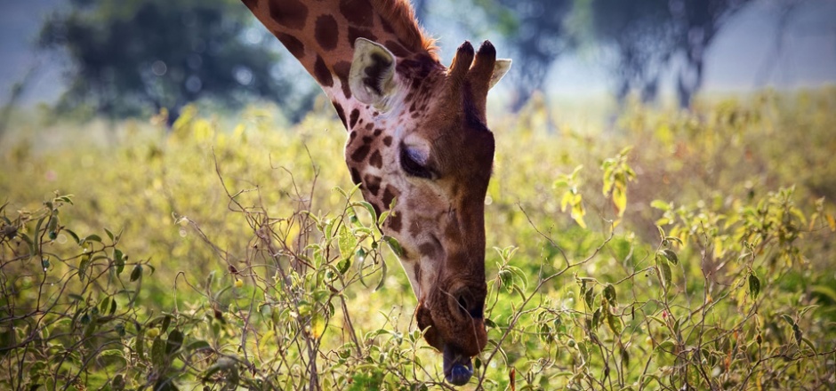 点击大图看下一张：自然界可爱的长颈鹿高清图片