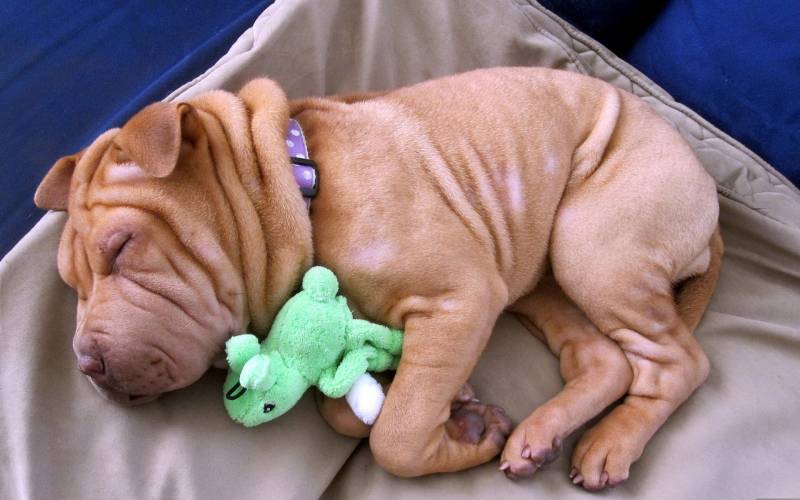 点击大图看下一张：在睡觉的可爱小沙皮犬高清图片