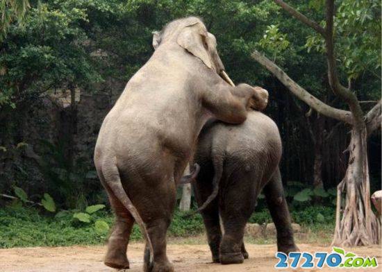 点击大图看下一张：动物世界 大象的活跃