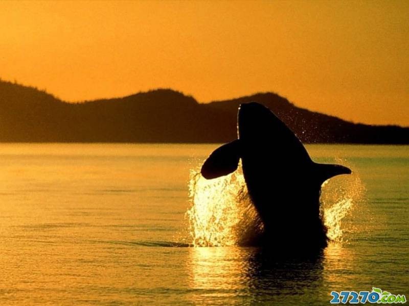 点击大图看下一张：海洋动物 巨型鲸鱼