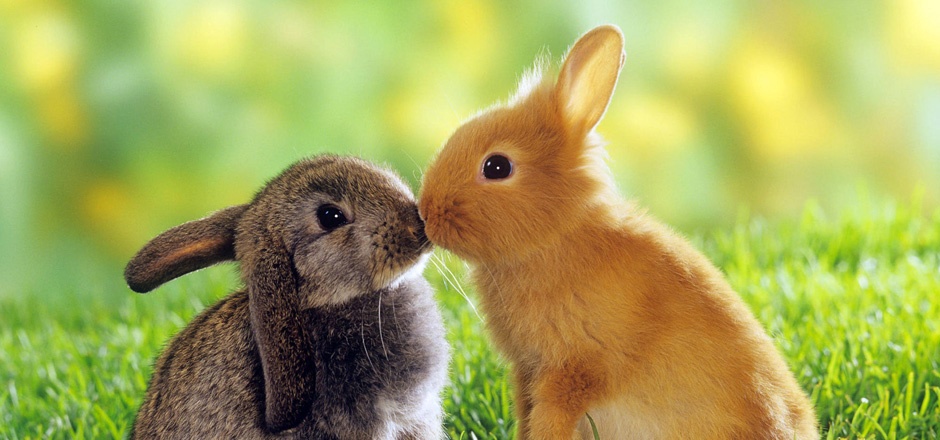 点击大图看下一张：萌萌的小兔子动物接吻图片