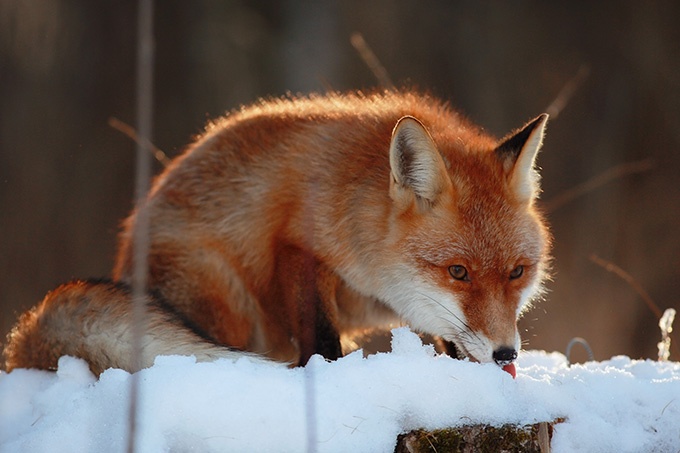 点击大图看下一张：冰天雪地中呆萌的狐狸动物图片
