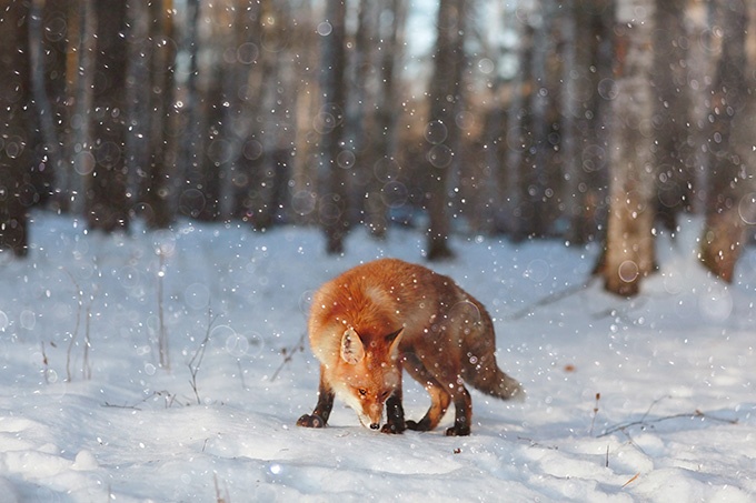 点击大图看下一张：冰天雪地中呆萌的狐狸动物图片