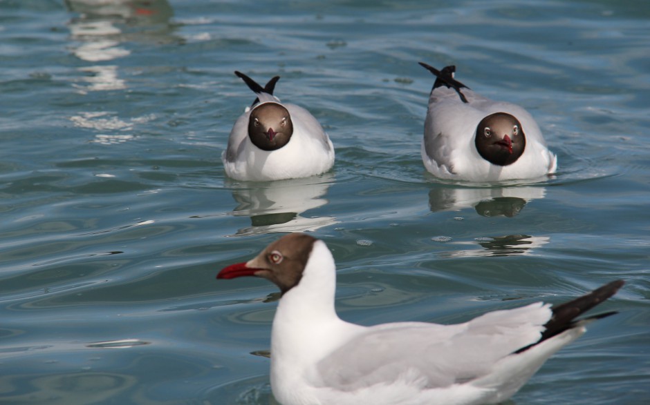点击大图看下一张：一群南飞迁徙的海鸥图片摄影