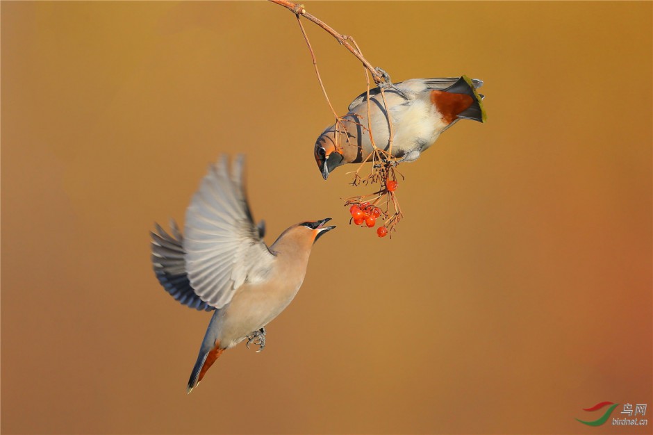 点击大图看下一张：飞行的太平鸟超萌图片