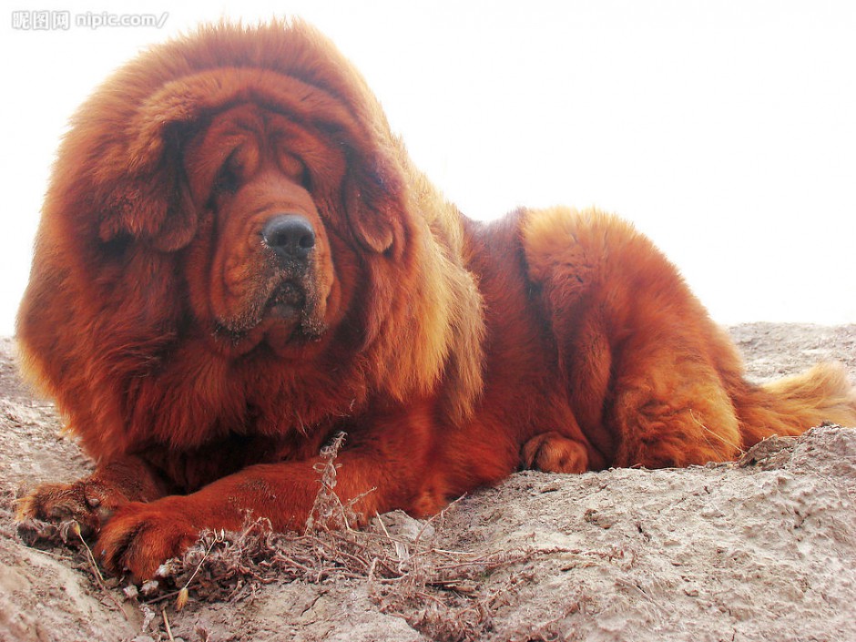 点击大图看下一张：壮实肥胖的狮系藏獒犬图片