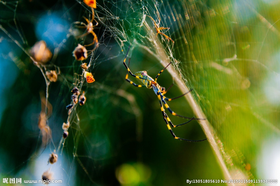 点击大图看下一张：八条腿的蜘蛛高清图片