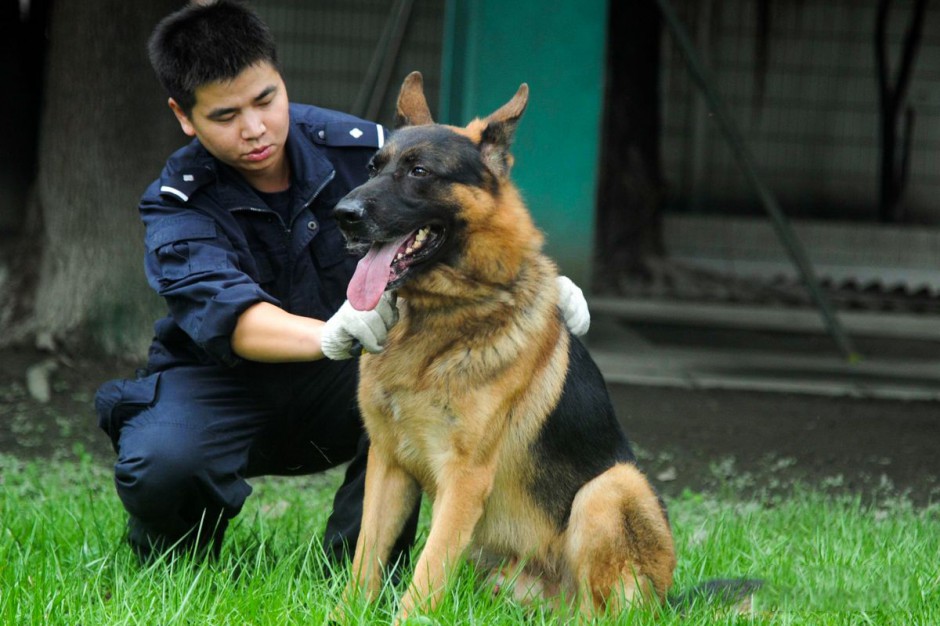 点击大图看下一张：德国牧羊犬忠诚职守的警犬图片
