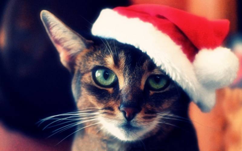 点击大图看下一张：宠物猫的欢乐喜庆圣诞写真
