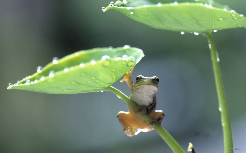 点击大图看下一张：活蹦乱跳的青蛙高清晰图片