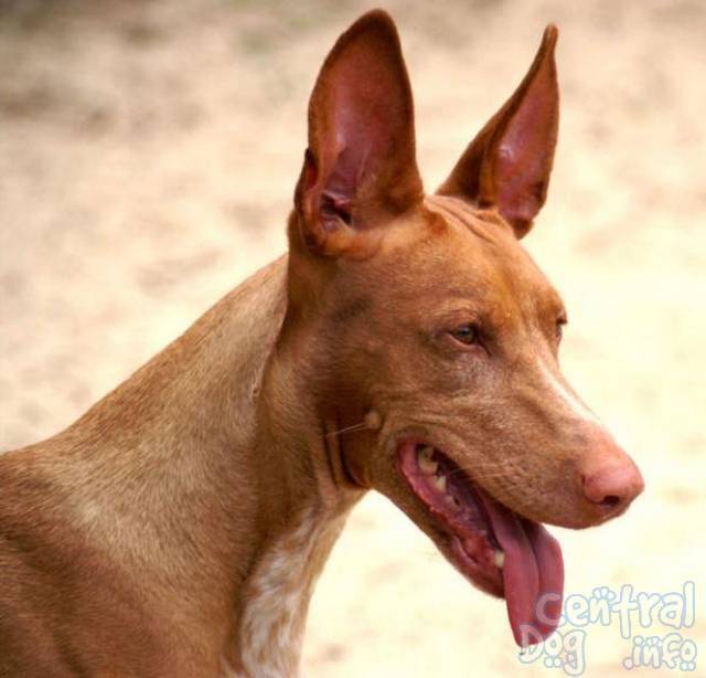 点击大图看下一张：感情丰富的法老王猎犬图片