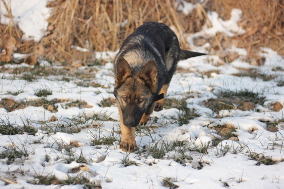 点击大图看下一张：纯种东德牧羊犬冬天雪地玩耍图片