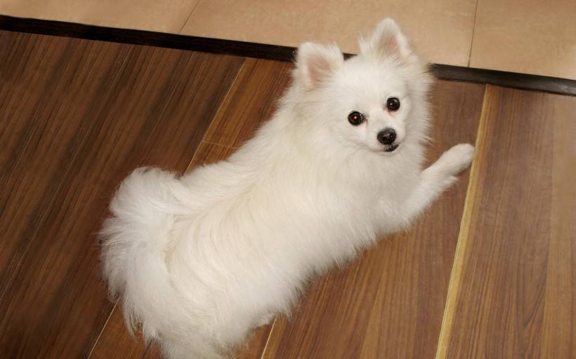 点击大图看下一张：胖嘟嘟的可爱白博美犬图片