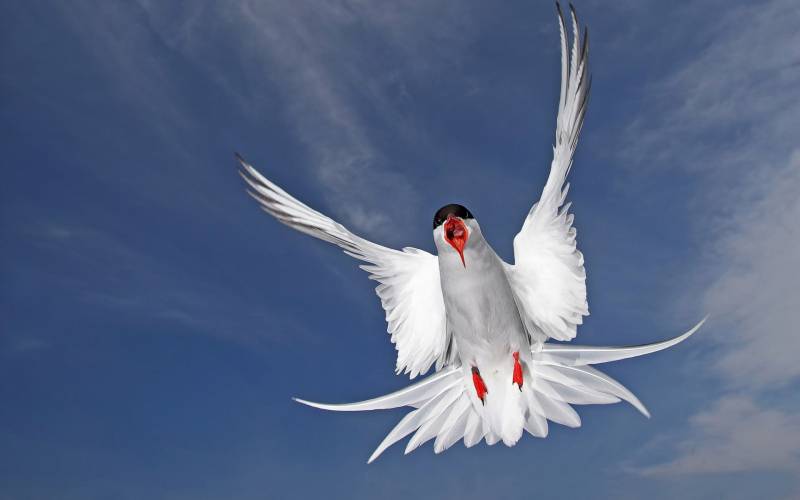 点击大图看下一张：海面翱翔的美丽海鸥摄影图片