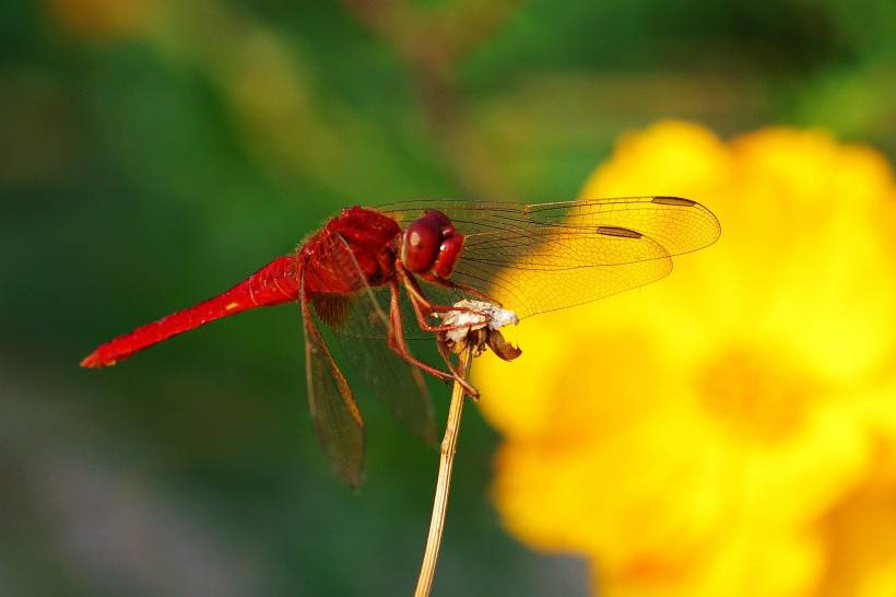 点击大图看下一张：昆虫图片唯美微距蜻蜓特写