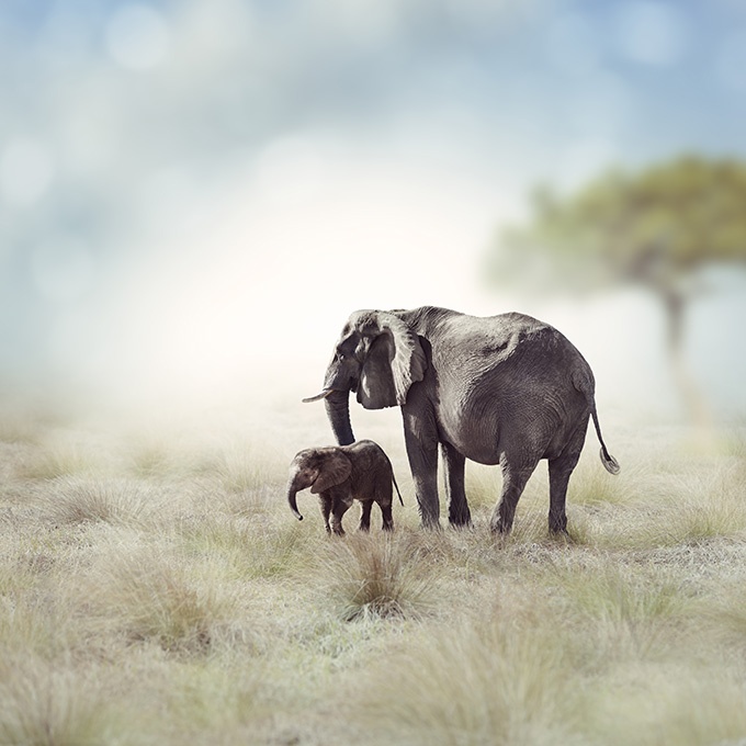点击大图看下一张：草原上可爱的大象图片
