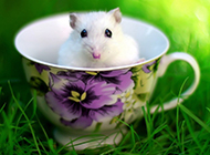 小白鼠图片可爱写真