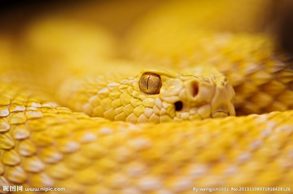 点击大图看下一张：冷血吓人的黄金蟒蛇图片