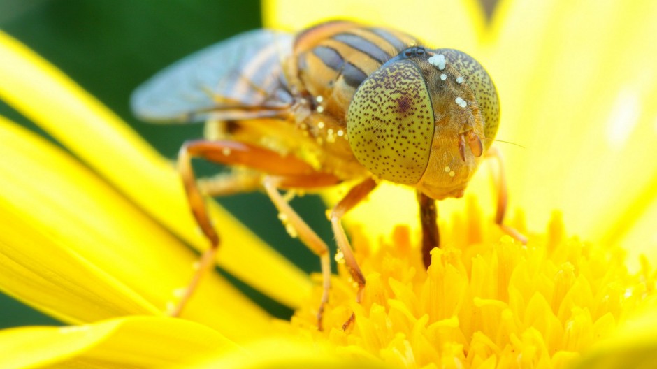 点击大图看下一张：勤劳的小蜜蜂微距摄影图片