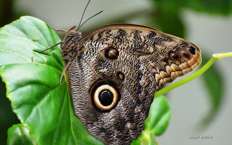 点击大图看下一张：美丽蝴蝶图片大全昆虫特写精选