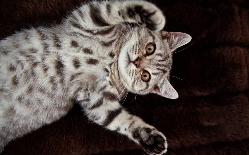 点击大图看下一张：美国短毛猫可爱干净唯美写真