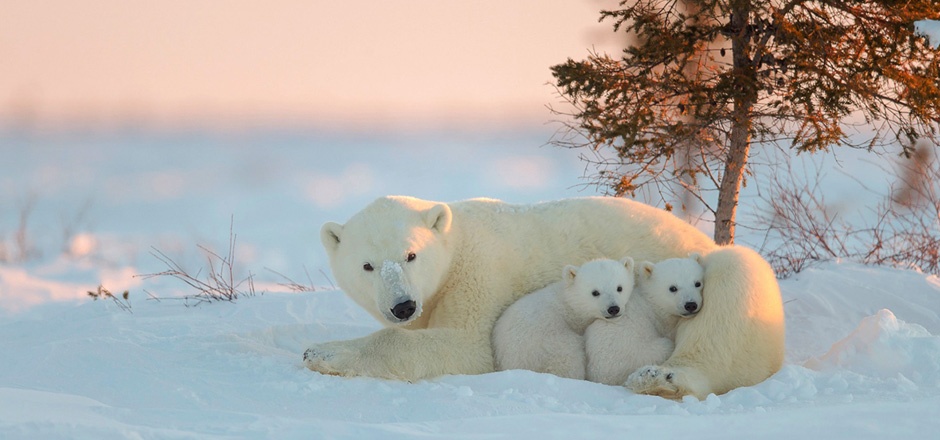 点击大图看下一张：冬天雪地里可爱的北极熊图片