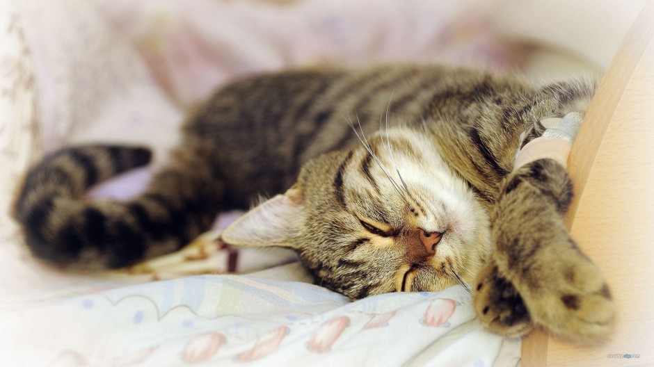 点击大图看下一张：英国虎斑猫睡觉的图片