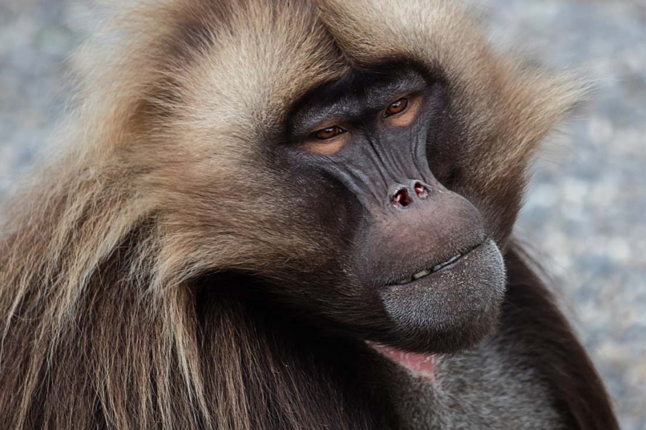 点击大图看下一张：动物园的可爱猴子图片