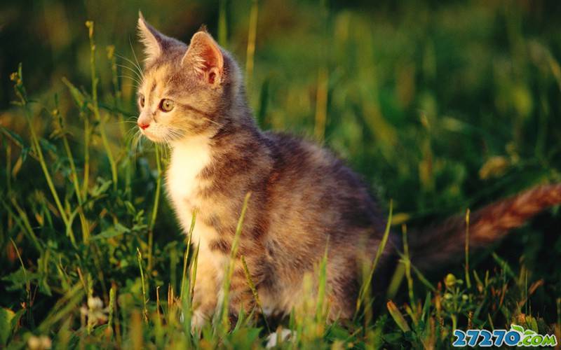 点击大图看下一张：可爱毛绒猫宝宝