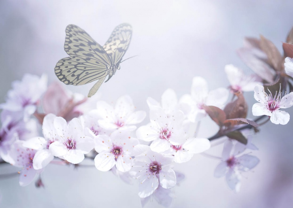 点击大图看下一张：超清的蝴蝶与花朵唯美图片