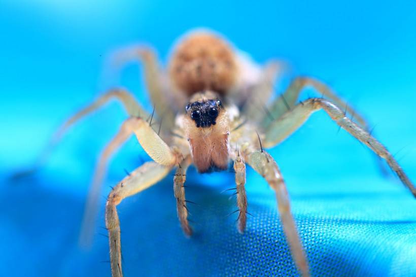 点击大图看下一张：毒蜘蛛微距摄影图片