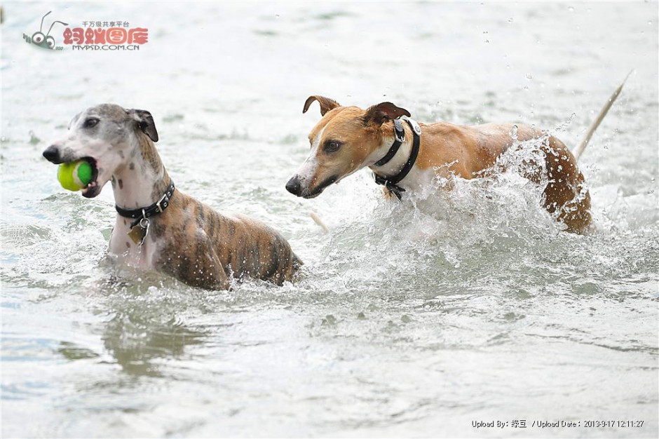 点击大图看下一张：惠比特犬水中训练图片