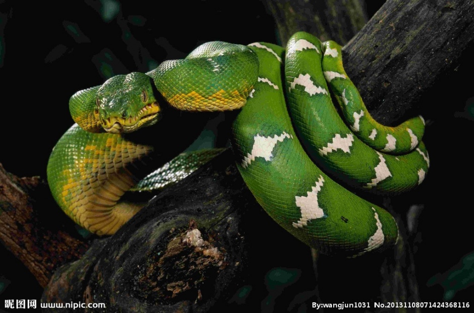 点击大图看下一张：颜色独特的大翡翠蟒蛇图片