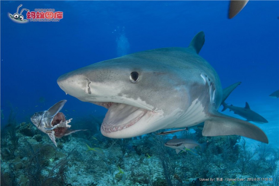 点击大图看下一张：大鲨鱼深海捕食图片