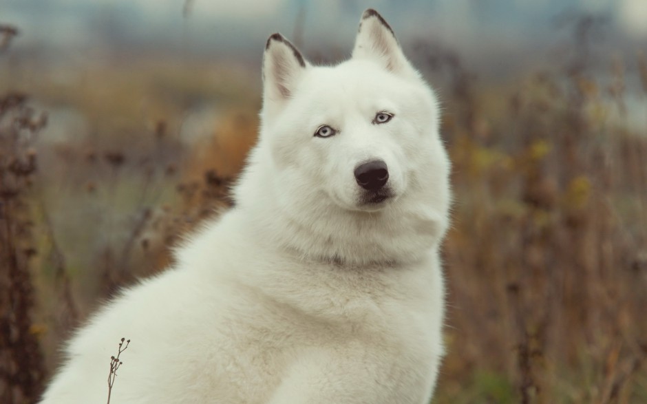 点击大图看下一张：乖巧听话的巨型雪橇犬图片